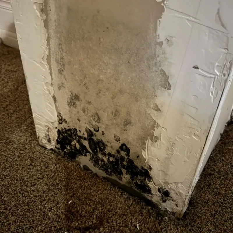 Professional Mold Removal in Burlington, ND